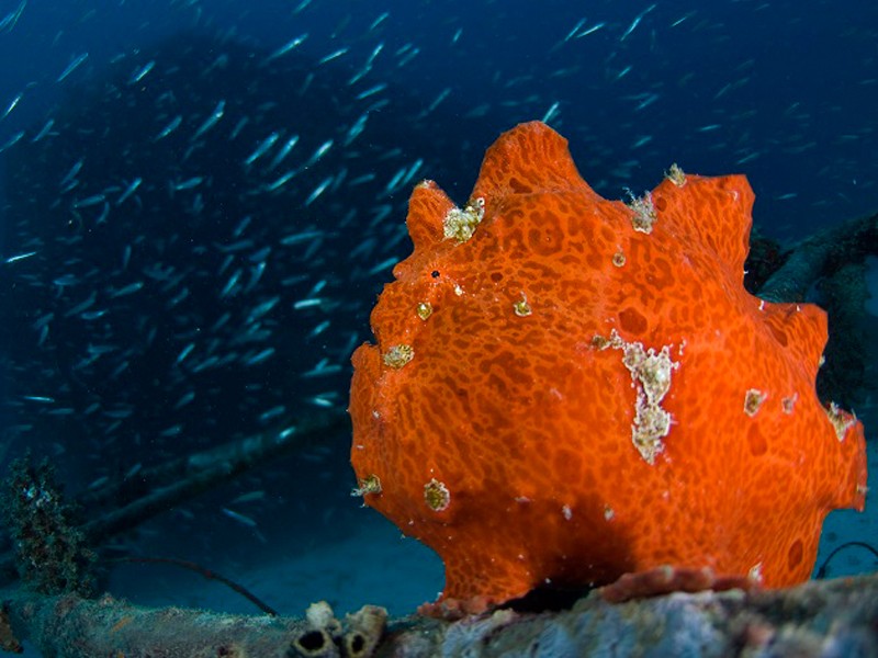 Angsana SeaworldII_lowres