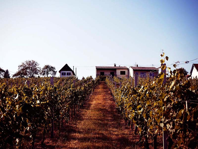 groszer wein_004_by_steve_haider_2013