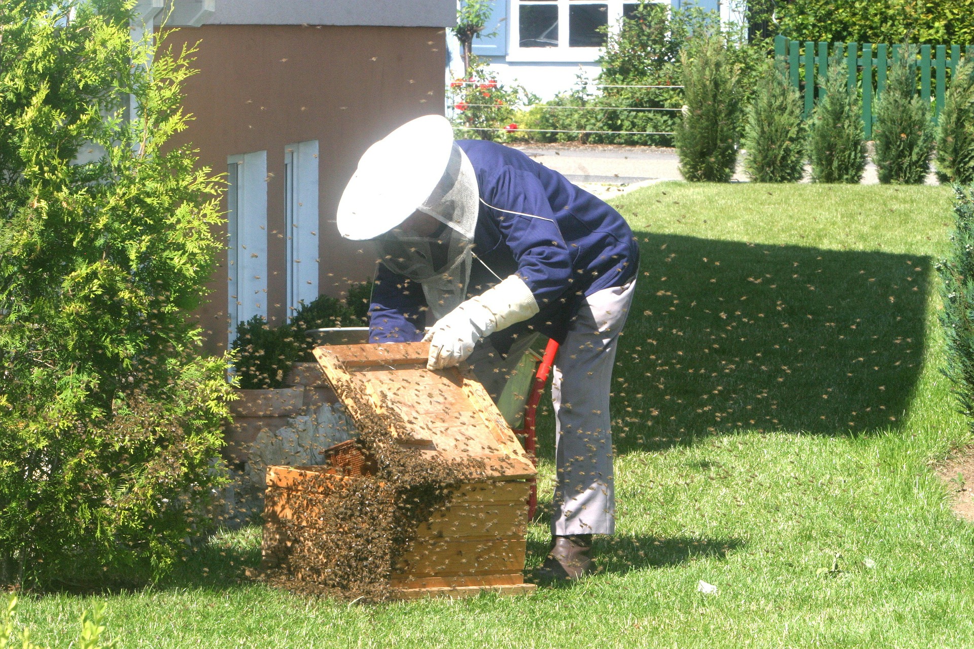Darf Man Im Garten Bienen Halten Imkern auch in der Stadt - Anlegermagazin Mein Geld