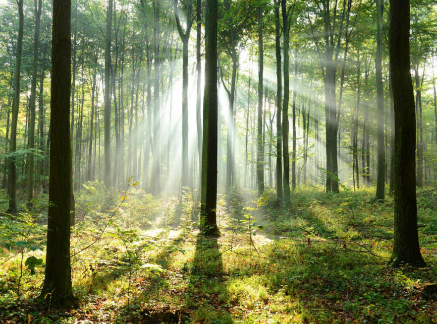 Wald