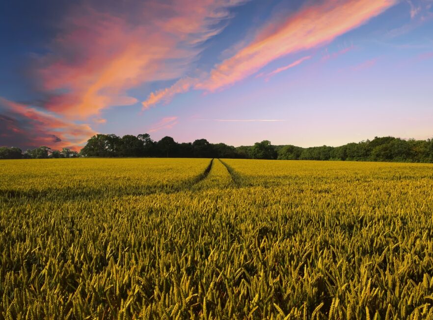 Landwirtschaft