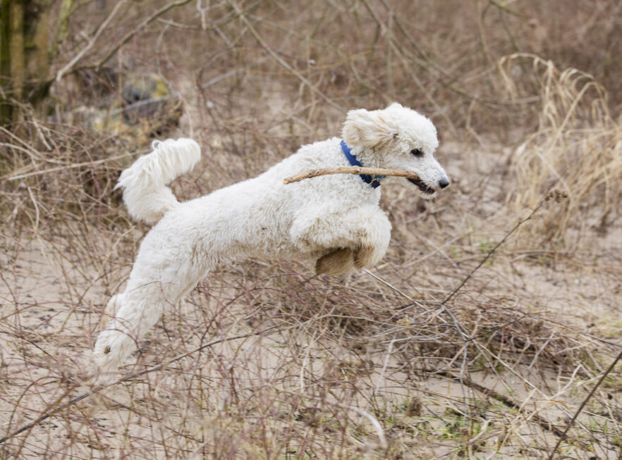 Hund